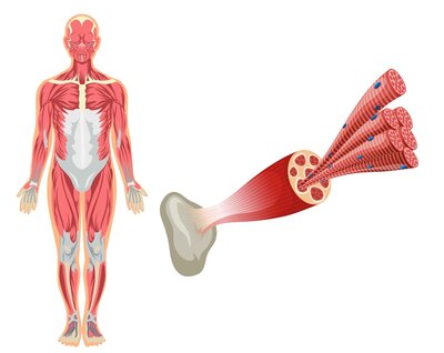 Onderzoek naar de rol van spierfuncties bij fibromyalgie